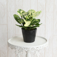 画像をギャラリービューアに読み込む, ペペロミア ゴールデンゲート 3.5号