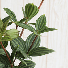 画像をギャラリービューアに読み込む, ペペロミア プテオラータ 4号