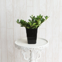 画像をギャラリービューアに読み込む, ペペロミア フェアリー 4号