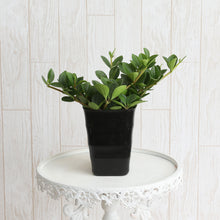 画像をギャラリービューアに読み込む, ペペロミア フェアリー 4号