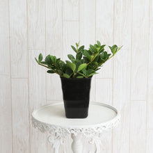 画像をギャラリービューアに読み込む, ペペロミア フェアリー 4号