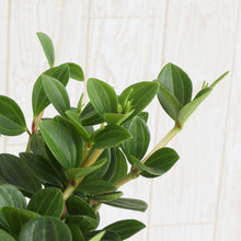 画像をギャラリービューアに読み込む, ペペロミア フェアリー 4号