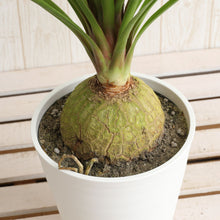 画像をギャラリービューアに読み込む, ノリナ (トックリラン / ポニーテール) 5号