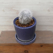 画像をギャラリービューアに読み込む, 【1点もの】マミラリア 玉翁殿+DULTONポットセット(バイオレット)