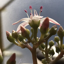 画像をギャラリービューアに読み込む, クラッスラ・マネーメーカー 2.5号 【国内実生苗】