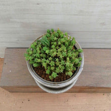 画像をギャラリービューアに読み込む, 【一点物】ユーフォルビア・姫キリン+DULTONポットセット(COLOR GLAZED POT CLAY) 3号