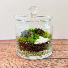 画像をギャラリービューアに読み込む, 【北海道で育った】苔のボトルテラリウム(タマゴケ・シッポゴケ)直径10cm