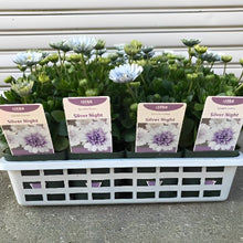 画像をギャラリービューアに読み込む, 【予約商品:3/24発送】オステオスペルマム・シルバーナイト 花苗 3ポットセット