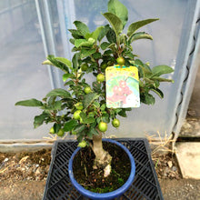 画像をギャラリービューアに読み込む, 【予約商品:9/16発送】ヒメリンゴ (姫りんご) 7号