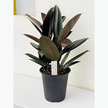 画像をギャラリービューアに読み込む, 【販売期間:3月19日まで】フィカス・ロクスブ(ゴムの木) 5号 1鉢