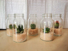 画像をギャラリービューアに読み込む, サボテン 5鉢セット