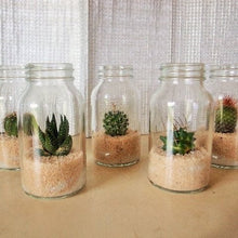 画像をギャラリービューアに読み込む, サボテン 5鉢セット