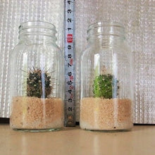 画像をギャラリービューアに読み込む, サボテン 5鉢セット