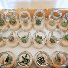 画像をギャラリービューアに読み込む, サボテン 5鉢セット