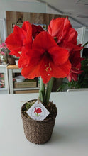 画像をギャラリービューアに読み込む, 【水も土もいらない!】マジックアマリリス