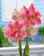 画像をギャラリービューアに読み込む, 【水も土もいらない!】マジックアマリリス