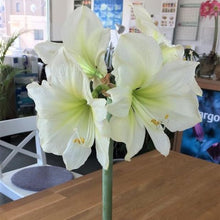 画像をギャラリービューアに読み込む, 【水も土もいらない!】マジックアマリリス