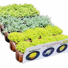 画像をギャラリービューアに読み込む, ベンケイソウ 3種(セダム・万年草、リトルミッシー) 3ポットセット