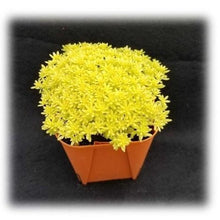 画像をギャラリービューアに読み込む, ベンケイソウ 3種(セダム・万年草、リトルミッシー) 3ポットセット