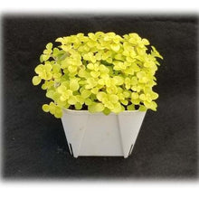 画像をギャラリービューアに読み込む, ベンケイソウ 3種(セダム・万年草、リトルミッシー) 3ポットセット