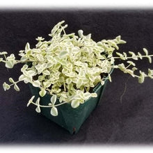 画像をギャラリービューアに読み込む, ベンケイソウ 3種(セダム・万年草、リトルミッシー) 3ポットセット