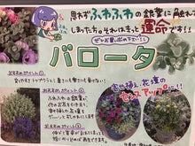 画像をギャラリービューアに読み込む, 【シルバーリーフ】バロータ 3ポットセット