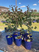 画像をギャラリービューアに読み込む, ユーカリ・ポプルネア 6号 1鉢
