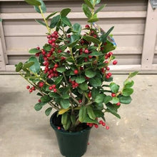 画像をギャラリービューアに読み込む, 【予約商品:12/17発送】クリスマスホーリー(西洋ヒイラギ) 5号 1鉢