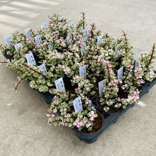 画像をギャラリービューアに読み込む, ポーチュラカリア・桃子の舞 多肉植物 2ポットセット