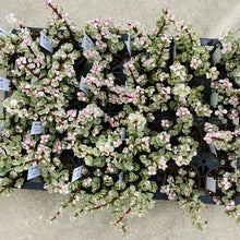 画像をギャラリービューアに読み込む, ポーチュラカリア・桃子の舞 多肉植物 2ポットセット