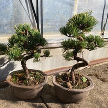 画像をギャラリービューアに読み込む, 【予約商品:12/17発送】ゴヨウマツ(五葉松) 6号 1鉢