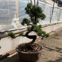画像をギャラリービューアに読み込む, 【予約商品:12/17発送】ゴヨウマツ(五葉松) 6号 1鉢