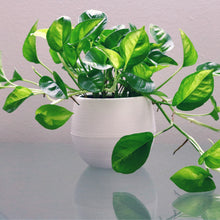 画像をギャラリービューアに読み込む, ポトス・グローバルグリーン 3号 3ポットセット