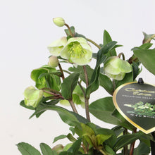 画像をギャラリービューアに読み込む, 【予約商品:11/24発送】クリスマスローズ・ウィンターベル 5号 1鉢