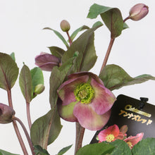 画像をギャラリービューアに読み込む, 【予約商品:12/10発送】クリスマスローズ・アンナズレッド 1鉢