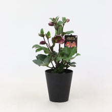 画像をギャラリービューアに読み込む, 【予約商品:12/10発送】クリスマスローズ・アンナズレッド 1鉢