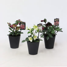 画像をギャラリービューアに読み込む, 【予約商品:12/10発送】クリスマスローズ・氷の薔薇 3鉢セット