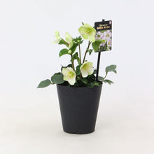 画像をギャラリービューアに読み込む, 【予約商品:12/10発送】クリスマスローズ・氷の薔薇 3鉢セット