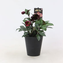 画像をギャラリービューアに読み込む, 【予約商品:12/10発送】クリスマスローズ・氷の薔薇 3鉢セット