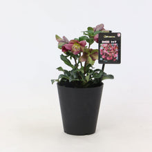 画像をギャラリービューアに読み込む, 【予約商品:12/10発送】クリスマスローズ・氷の薔薇 3鉢セット