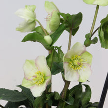 画像をギャラリービューアに読み込む, 【予約商品:12/10発送】クリスマスローズ・氷の薔薇 3鉢セット