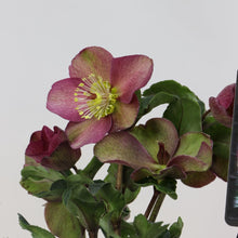 画像をギャラリービューアに読み込む, 【予約商品:12/10発送】クリスマスローズ・氷の薔薇 3鉢セット