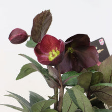 画像をギャラリービューアに読み込む, 【予約商品:12/10発送】クリスマスローズ・氷の薔薇 3鉢セット