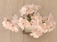 画像をギャラリービューアに読み込む, 桜のドライ盆栽® 「花見」盆栽鉢(茶)※桜の花はフェイクフラワーです