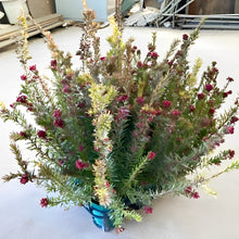 画像をギャラリービューアに読み込む, 【オージープランツ】グレビレア・ジョンエバンス 5号