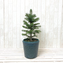 画像をギャラリービューアに読み込む, 【予約注文:11/12発送】ピセア・プンゲンス・スーパーブルーシードリング 6号