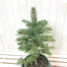 画像をギャラリービューアに読み込む, 【予約注文:11/12発送】ピセア・プンゲンス・スーパーブルーシードリング 6号