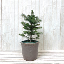 画像をギャラリービューアに読み込む, 【予約注文:11/12発送】ピセア・プンゲンス・スーパーブルーシードリング 6号