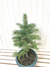 画像をギャラリービューアに読み込む, 【予約注文:11/12発送】ピセア・プンゲンス・スーパーブルーシードリング 6号