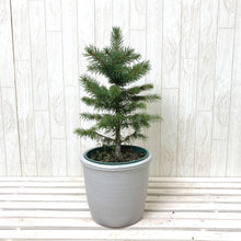 画像をギャラリービューアに読み込む, 【予約注文:11/12発送】ピセア・プンゲンス・スーパーブルーシードリング 6号